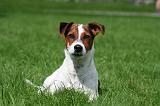 JACK RUSSEL 316